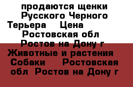 продаются щенки Русского Черного Терьера  › Цена ­ 35 000 - Ростовская обл., Ростов-на-Дону г. Животные и растения » Собаки   . Ростовская обл.,Ростов-на-Дону г.